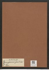 Desmogonium gracile Eul. (de-Toni-Nr.: Genus 71, Species 2704) Zeichnungen Sammlung Grunow Mappe 02923 (Herbarium_W_Grunow_drawings_Folder_02923)
